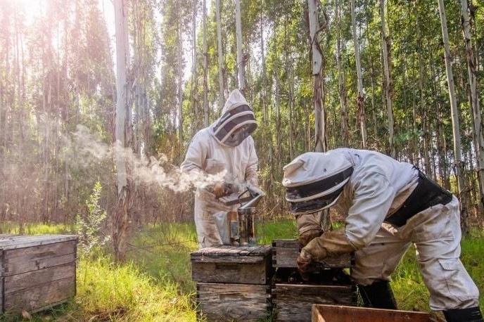 Apicultores miel abejas 