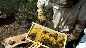 DIGEGRA abre apicultores