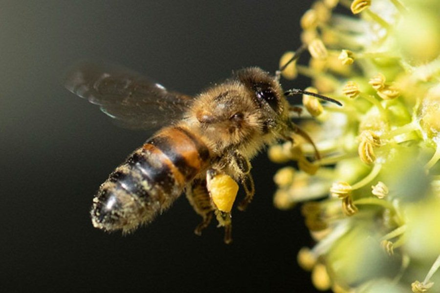 abejas como drones