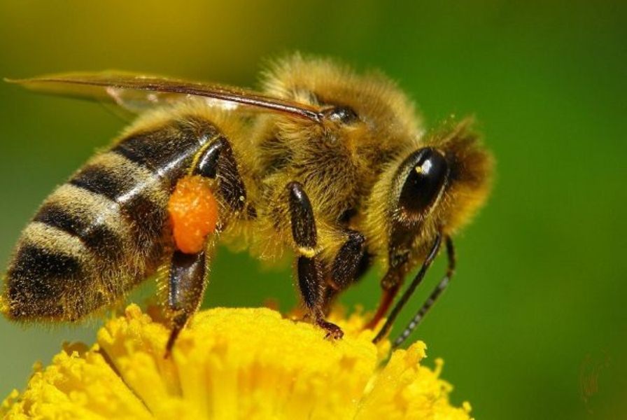 abejas la especie