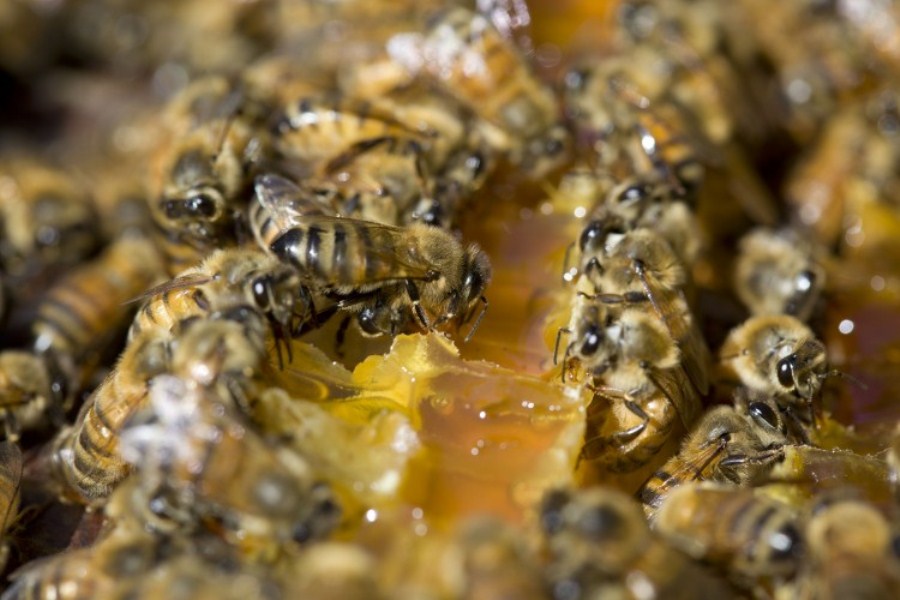 abejas apicolas