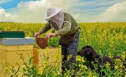 apicultor busca la revancha4