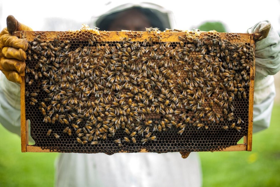 apicultores