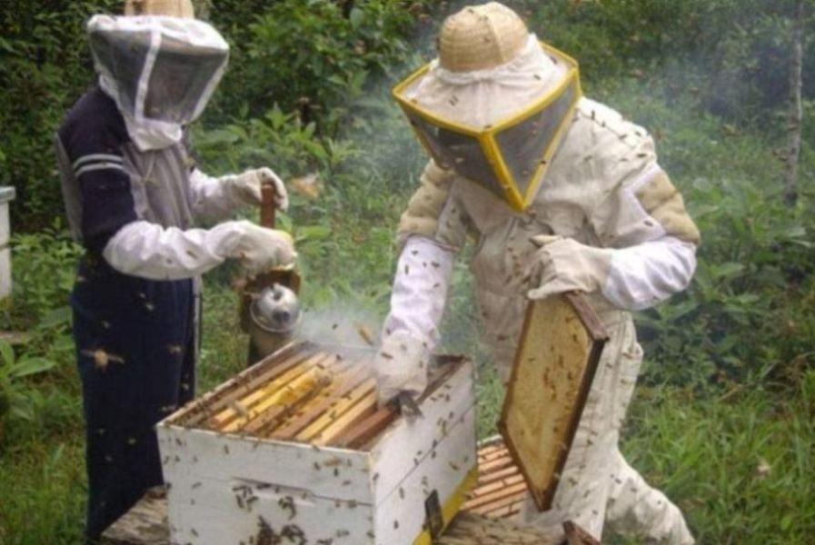 apicultores cajones