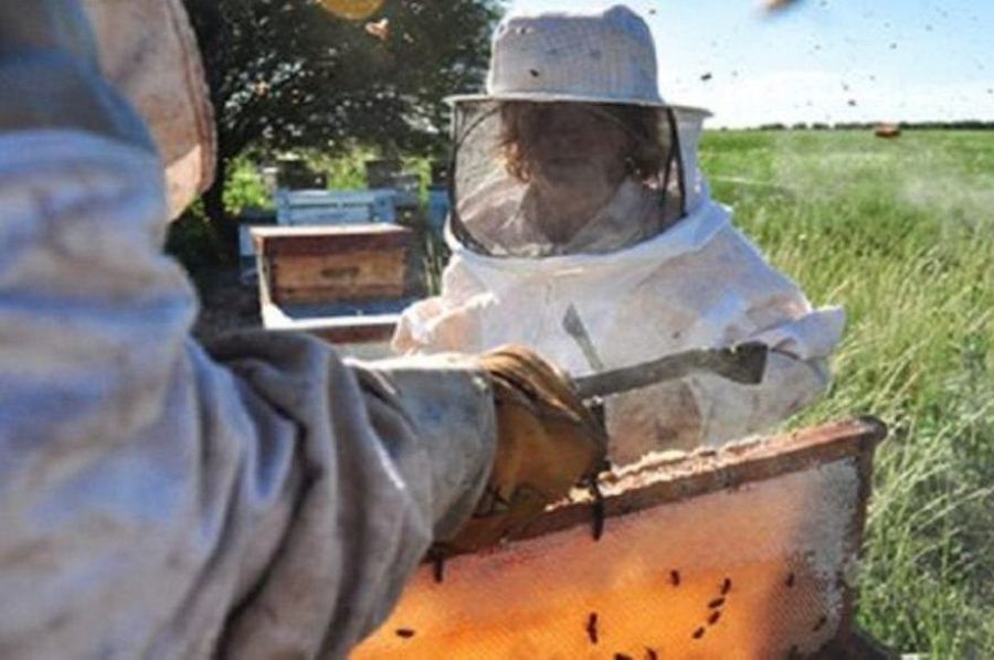 apicultores safra