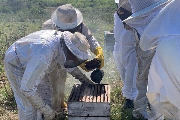 apicultura 