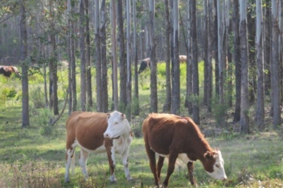 ganado area forestal