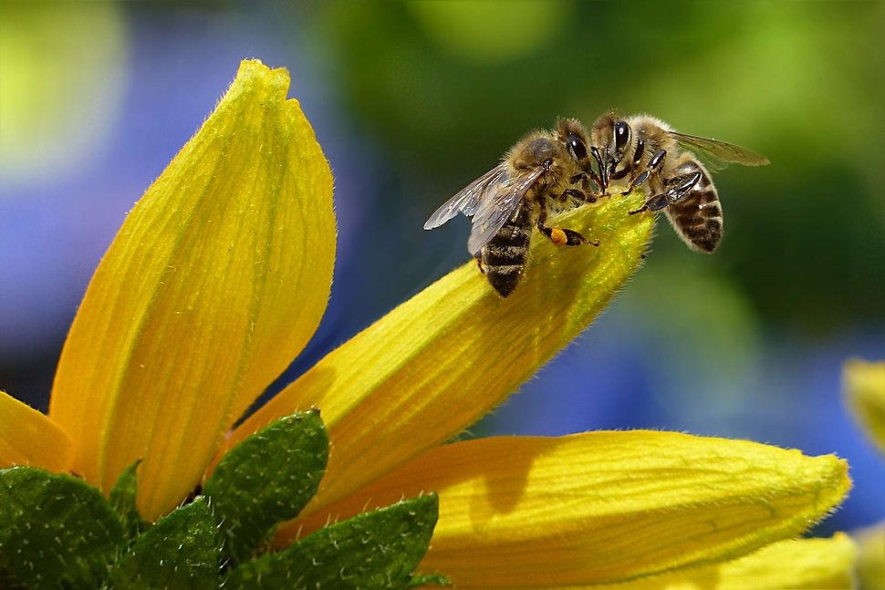 pesticidas abejas