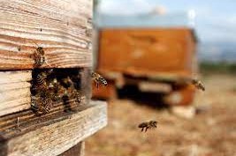 salvar a las abejas