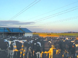 vacas ElPais