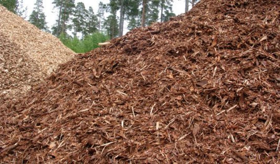 biomasa forestal