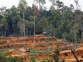 deforestacion Moganbay