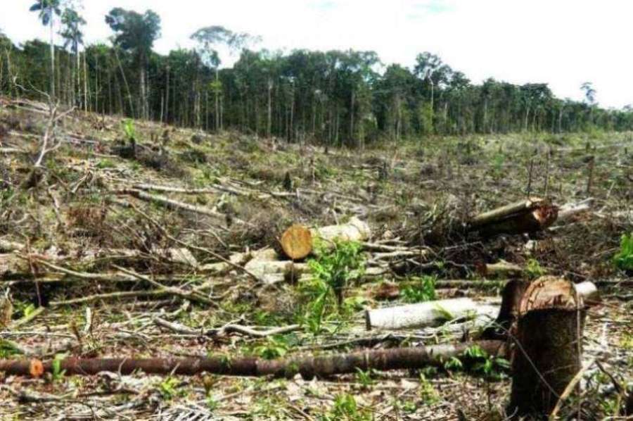 deforestadACION