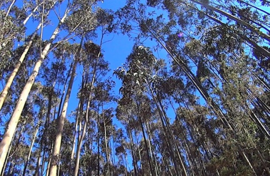 Bosque de eucaliptos