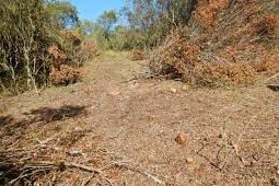 Forestal incautó corta ilegal de leña