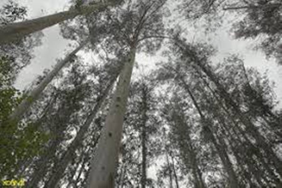 arboles altos eucalipto