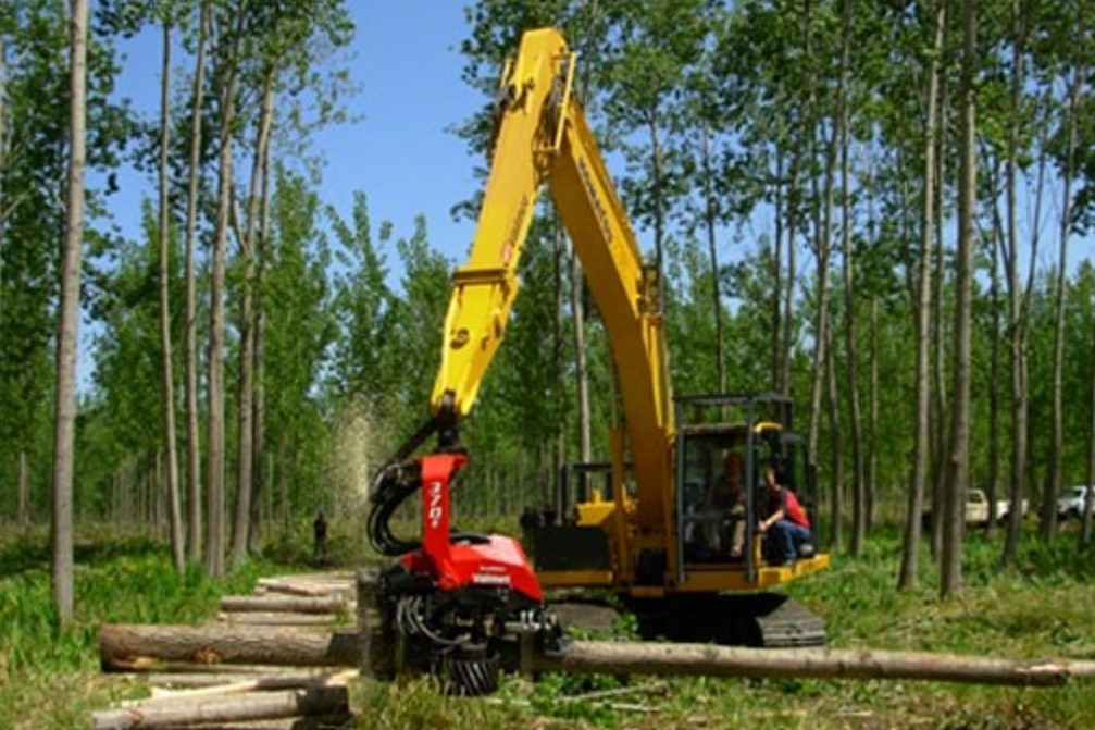 el sector forestal