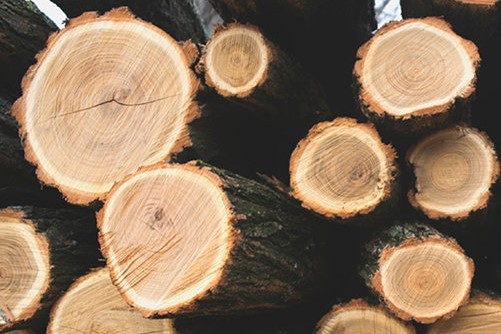 madera tronco