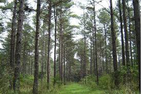 metas sector forestal