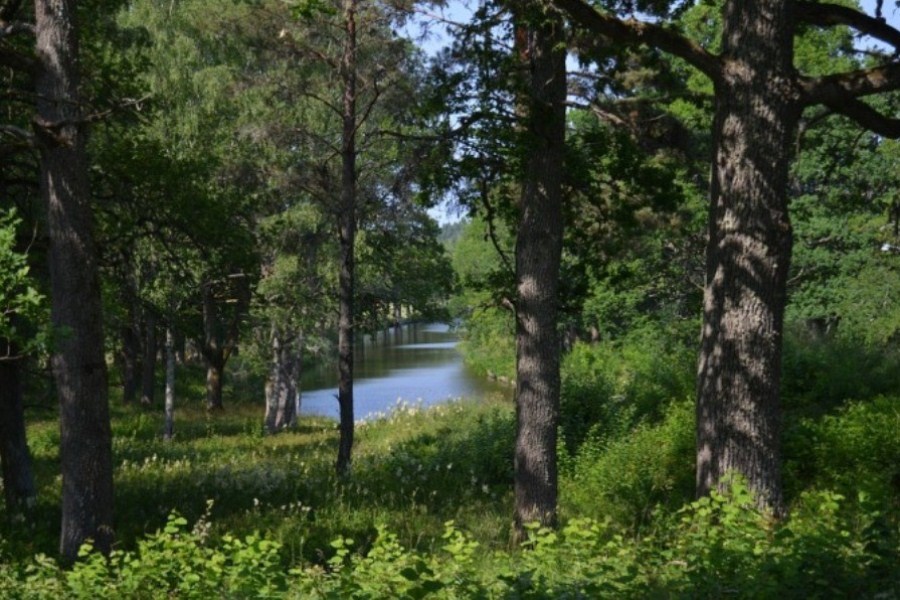 bosques suecos