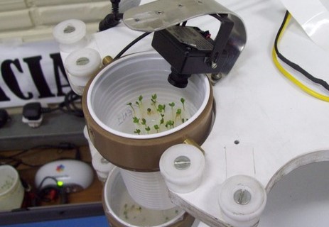 microcopio planta