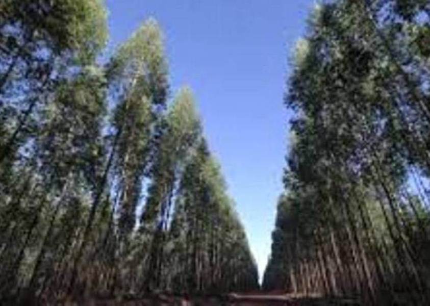 china forestal suelos