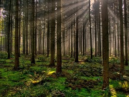 Bosques masa forestal
