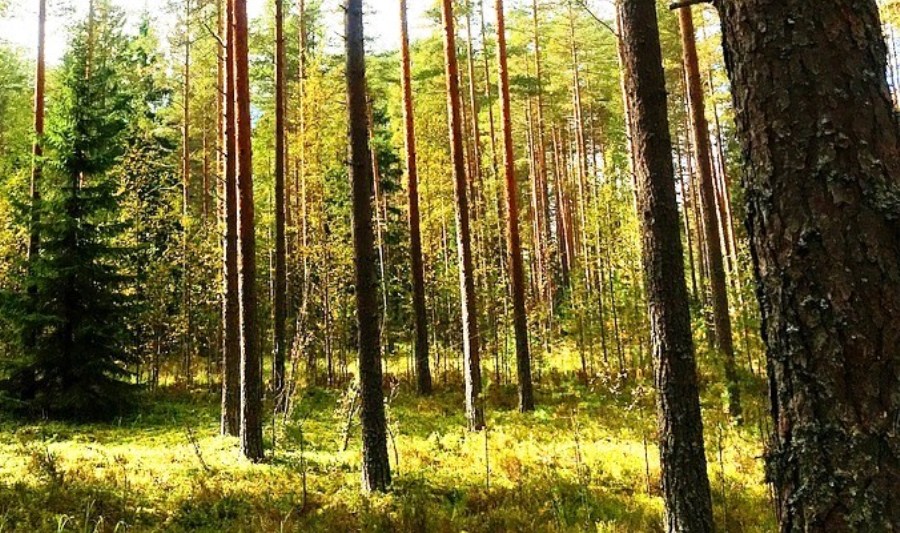 finlandia bosque