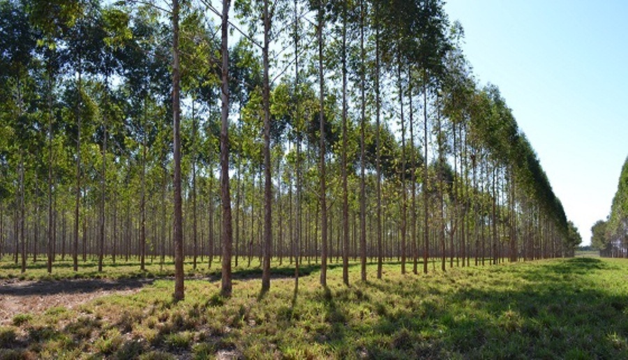 floresta plantada