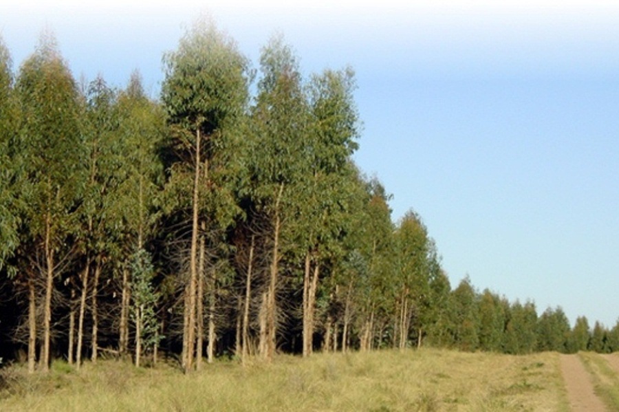 forestacion uruguay