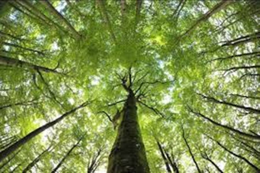 forestal sostenible