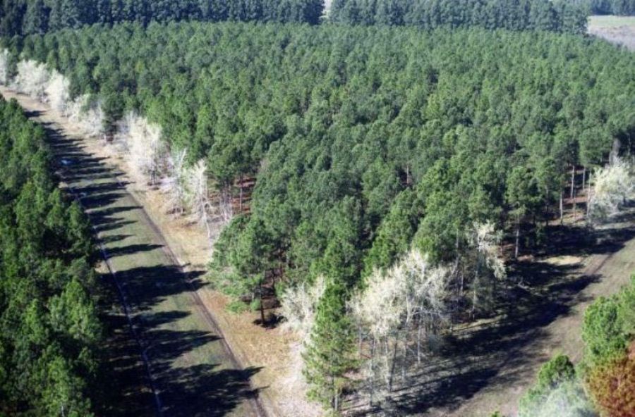 forestal desarrollo