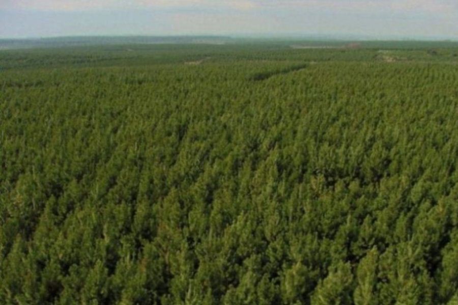hectareas forestadas