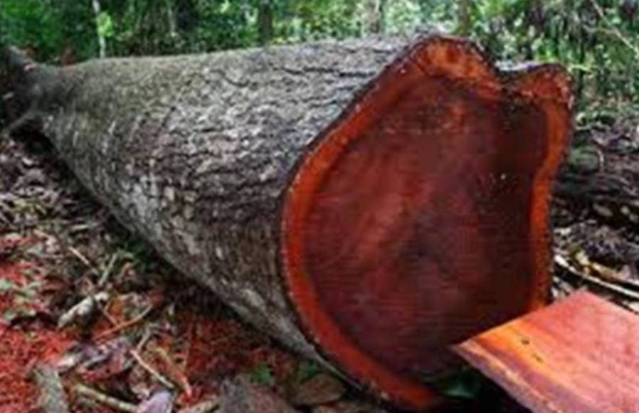 madera Perú abrumadoras