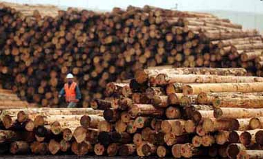 madera exportacion