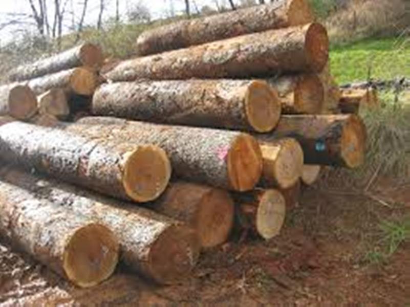 madera forestal