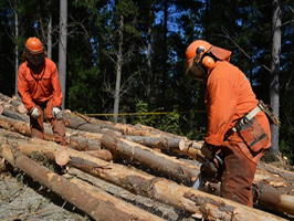 obreros forestales