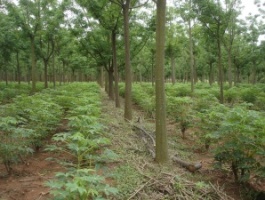 forestacion paraguay