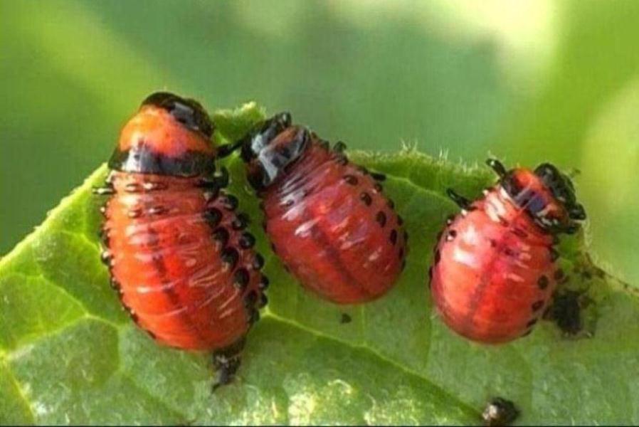 parasitos escarabajo