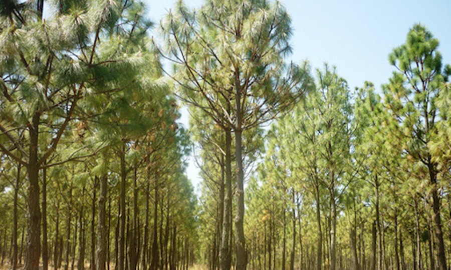 plantaciones forestales 