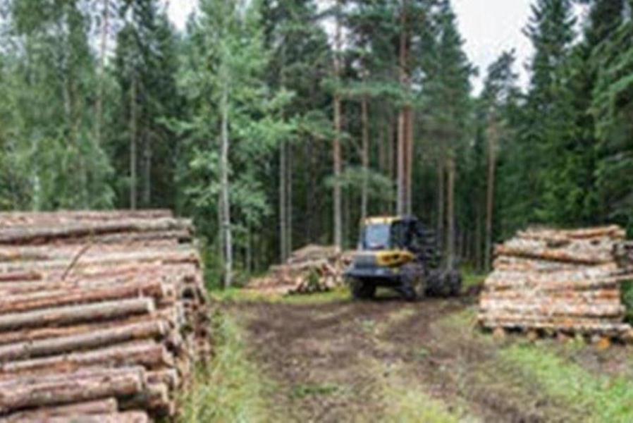 silvicultura finlandes