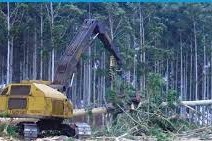 sobreforestacion y extraccion