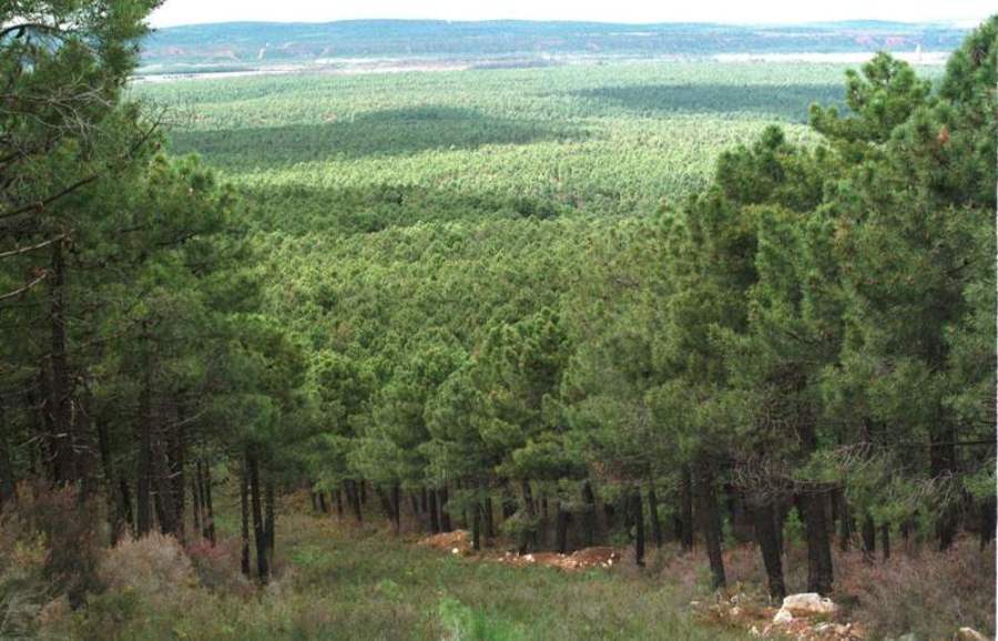 superficie forestal