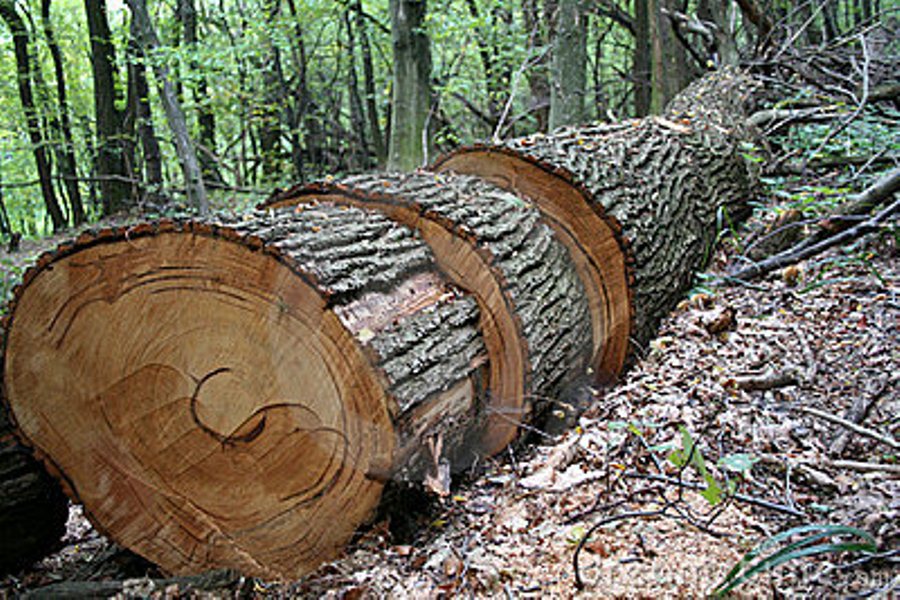 troncos cortados