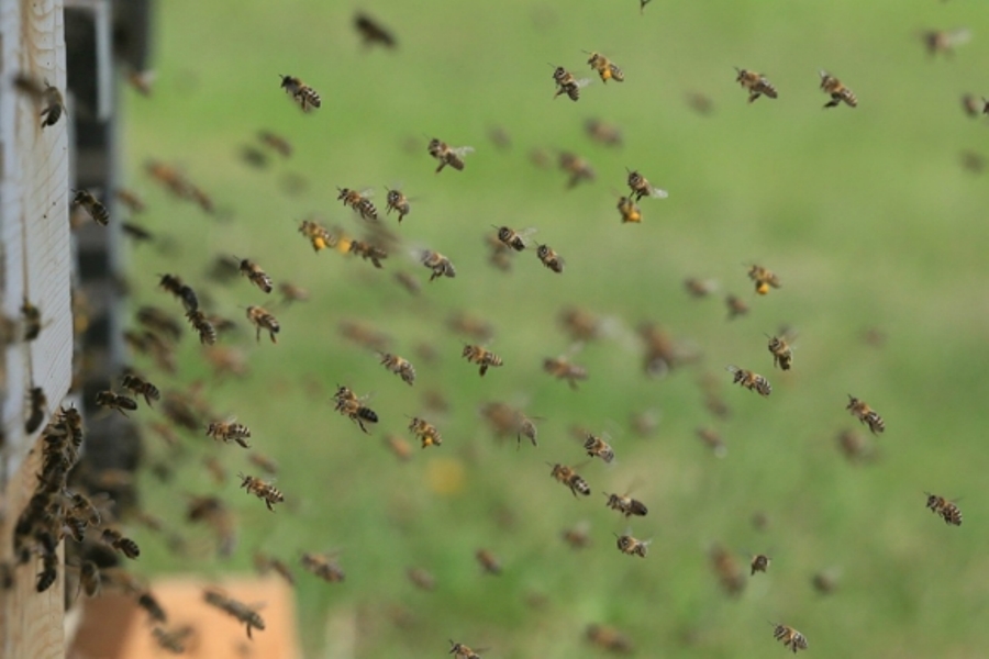 ataque abejas