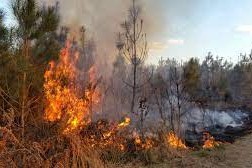 bosques quemados