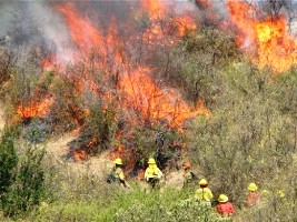 incendio-forestal-bomberos chile