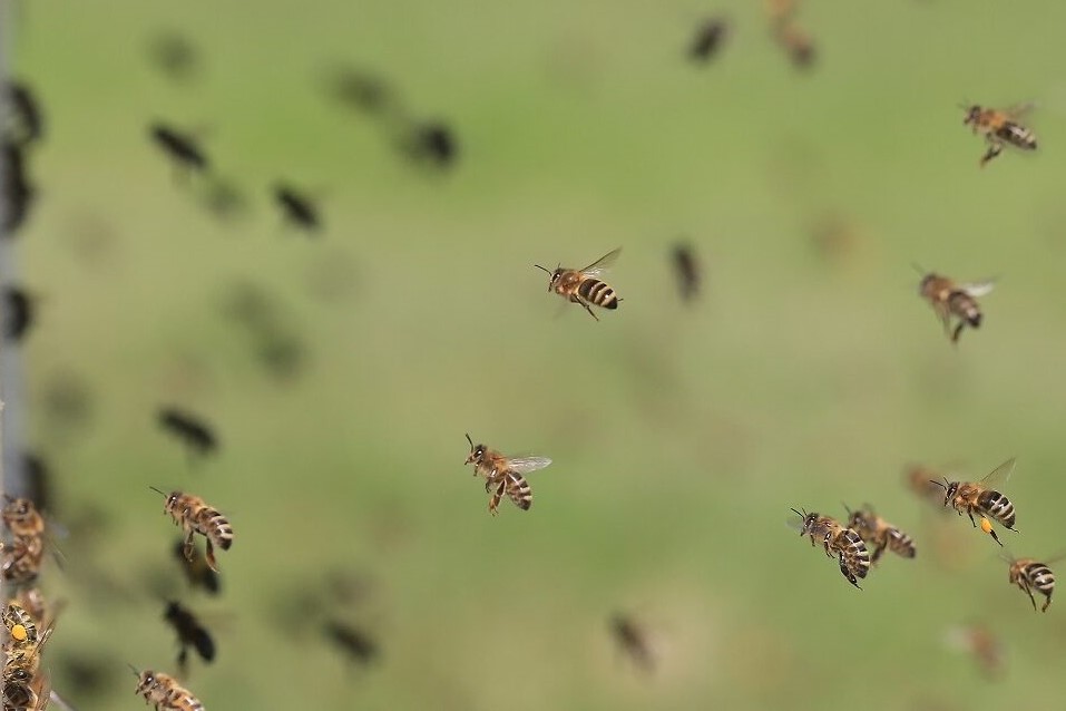 abejas miel apicultura