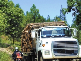 camiones madera nicaragua fotoLorio