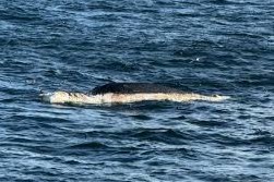 Organización ambientalista